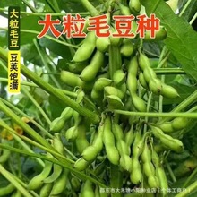 ë���N��������vԭ�bë���N�Ӹ߮a�ļ��ඹ�rʳ�˶������߲˷N��