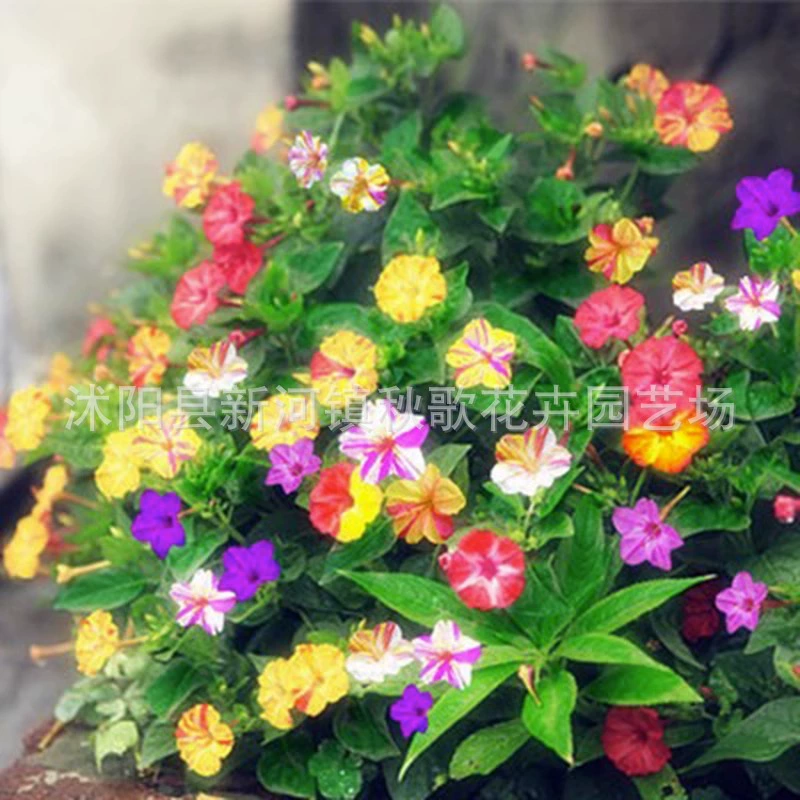 Разноцветные фиолетовые семена жасмина средство от комаров цветы и травы мой цветок семена Руж цветок балкон двор легко выращивать семена цветов в горшках