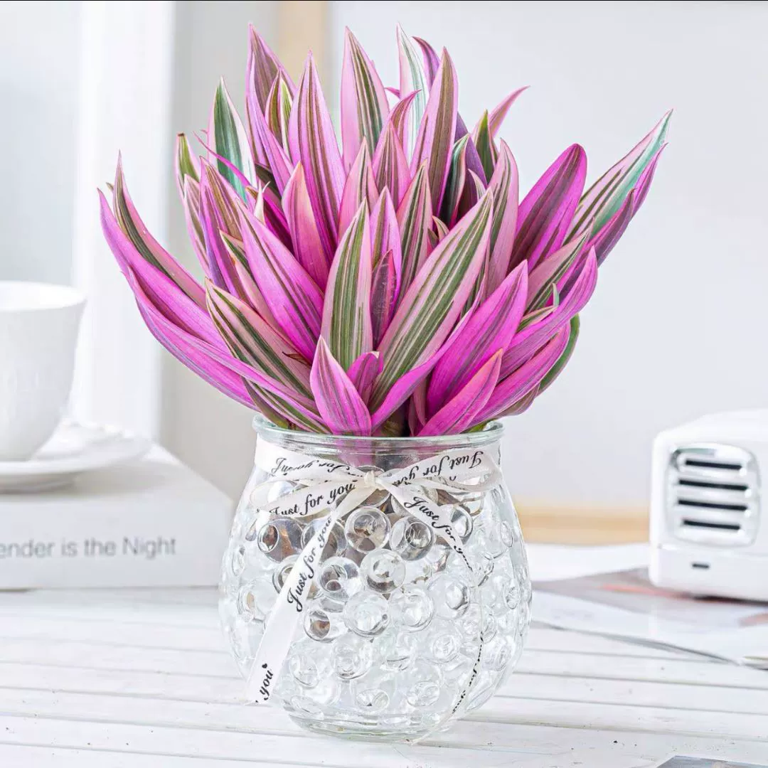 Фиолетовый Lulan Гидропонные горшечные растения Цветы Масляная живопись Хлорофит Хорошее питание Настольный офис Очистка воздуха Вода Кормление Зеленые растения