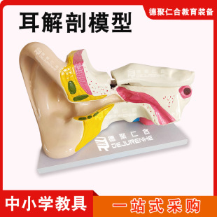 Ear Anatomy Model for Biological Teaching Demonstration, Human Ear Canal Structure Organ, 6 Times Larger Than Actual Size, Biological Experiment