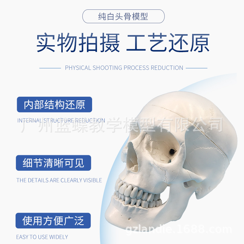 Simulación de enseñanza 1:1 cráneo grande natural espécimen cabeza anatomía simulación cráneo modelo de cráneo estándar