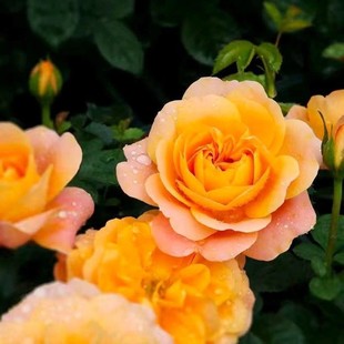 ��֭�̨�¼������ļ��N�׻���䘶������ֲ������õ���Nޱ��