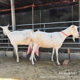 �_����ɽ��ÿ��a12���̵�ĸ���Bֳ����̥��ɽ���̳��ۼt¹����