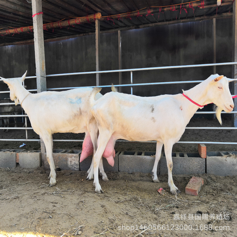 萨能奶山羊每天产12斤奶的母羊养殖场二胎白山羊带崽出售红鹿奶羊