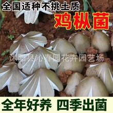 鸡枞菌草鸡菌包高产菌伞把菇三塔菌鸡肉菌夏至菇四季可种菌种家种