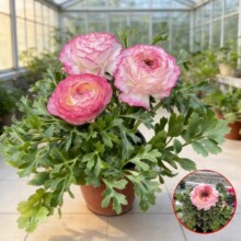 ��ĵ�����ԾGֲ�ذ껨ëݢ�����������_���ͺ��͟��̨�҃Ⱥ��B��