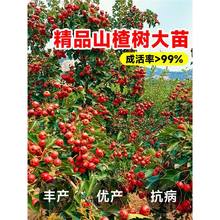 山楂树活苗盆栽特大山楂果树果苗嫁接红果庭院南北方种植当年结果