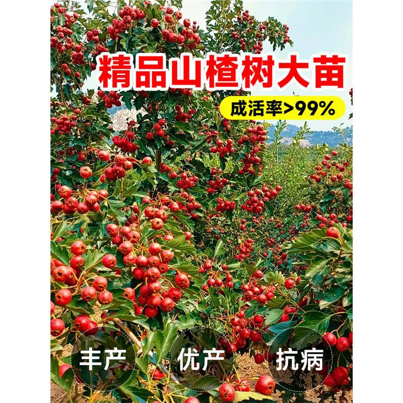 山楂树活苗盆栽特大山楂果树果苗嫁接红果庭院南北方种植当年结果