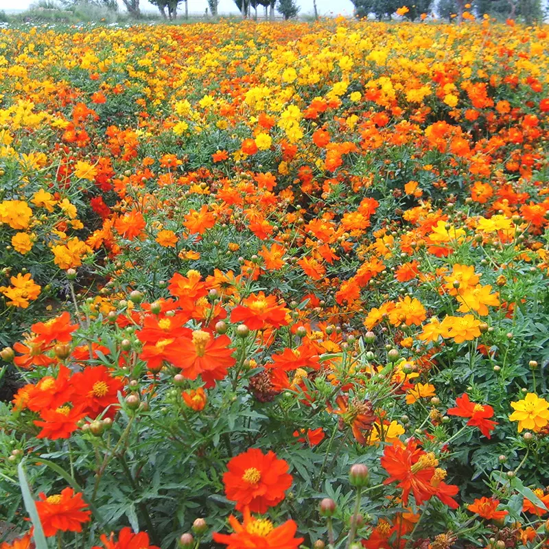 硫华菊种子硫化菊耐旱植物种子景观绿化花海四季种易活菊花卉种子