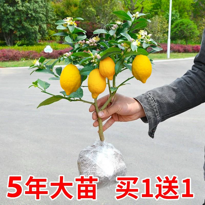 Парфюмерные саженцы лимона в горшках с фруктами в помещении наружные результаты