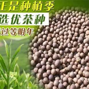 ���x�G��N�ӷN�Ә�N���~�N�Ә���/�t��N��/�G����