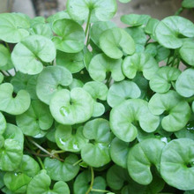 �G�����̽��X�ݲ�ƺ�N�Ӳ��� ��ͥ�@ˇ�~�X�ݷN�����l�R���ݷN