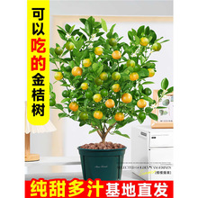 ���۽�ۘ����Ƥ��۹��ڎ�����ʳ���ļ��ɷN�҃��̨ˮ��������