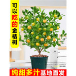 脆蜜金桔树苗脆皮金桔果期带果可食用四季可种室内阳台水果苗盆栽