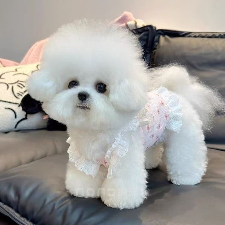 봄, 여름, 가을 신상 플라워 레이스 끈 짧은 조끼 공주 치마 보미 비숑 강아
