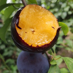 Late-Maturing Angono Plum Tree Black Plum Saplings Black Plum Seedlings Grafted Seedlings Southern American Black Plum Seedlings