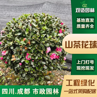 Camellia Ball Saplings Sichuan Garden Courtyard House Project Greening Shade-Tolerant Four-Season Flowering Potted Flower Mirror Plants