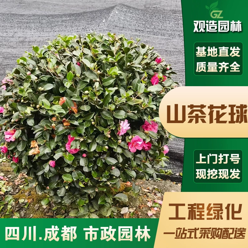Камелия, шариковые саженцы, проект дома в саду Сычуань, зеленение, теневыносливые, четырехсезонные цветущие цветы в горшках, зеркальные растения