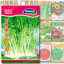 四季黄心香芹种子 约1500粒 白芹药芹青芹旱芹菜种子批发工厂直批