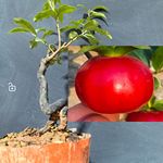 金弹子3年人工桩嫁接汗血品种,净化空小品血红四季懒人好养