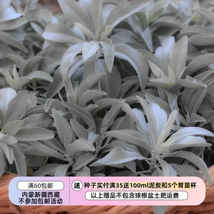 ���N�ӡ� ��� ���ο� ��ľ��β�� ���ݰ�ɫ��β�� 5��