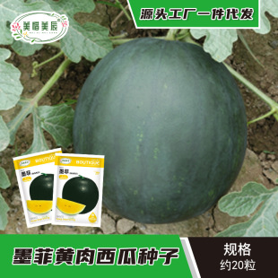 Murphy Black-Skinned Yellow-Fleshed Gift Watermelon Seeds Disease-Resistant Black-Skinned Yellow-Fleshed Sweet, Crisp and Juicy Super-Sweet Watermelon Fruit Seeds