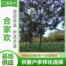 10-20公分合家欢景区造景道路园林工程绿化苗合家欢树苗厂家供应
