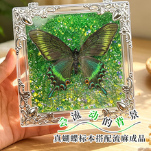 真蝴蝶标本搭配流麻成品已展翅透明盒装生日礼物教学科普拍照道具
