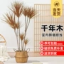 客厅植物盆栽观赏千年木