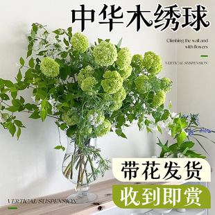 Chinese Hydrangea Fresh Cut Flowers for Flower Arrangements, Hydroponic Flowers for Indoor Living Rooms, Easy to Grow Bouquets, Direct Delivery from Yunnan Base