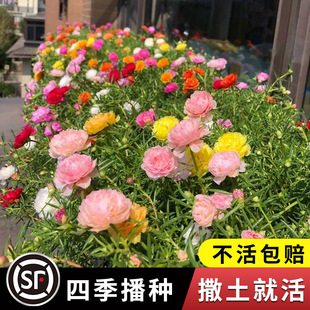 Sunflower Can'T Die Double Seed Flower Seed Seed Flower Seedling Summer Indoor Potted Balcony Courtyard All Year Round Wild Flowers