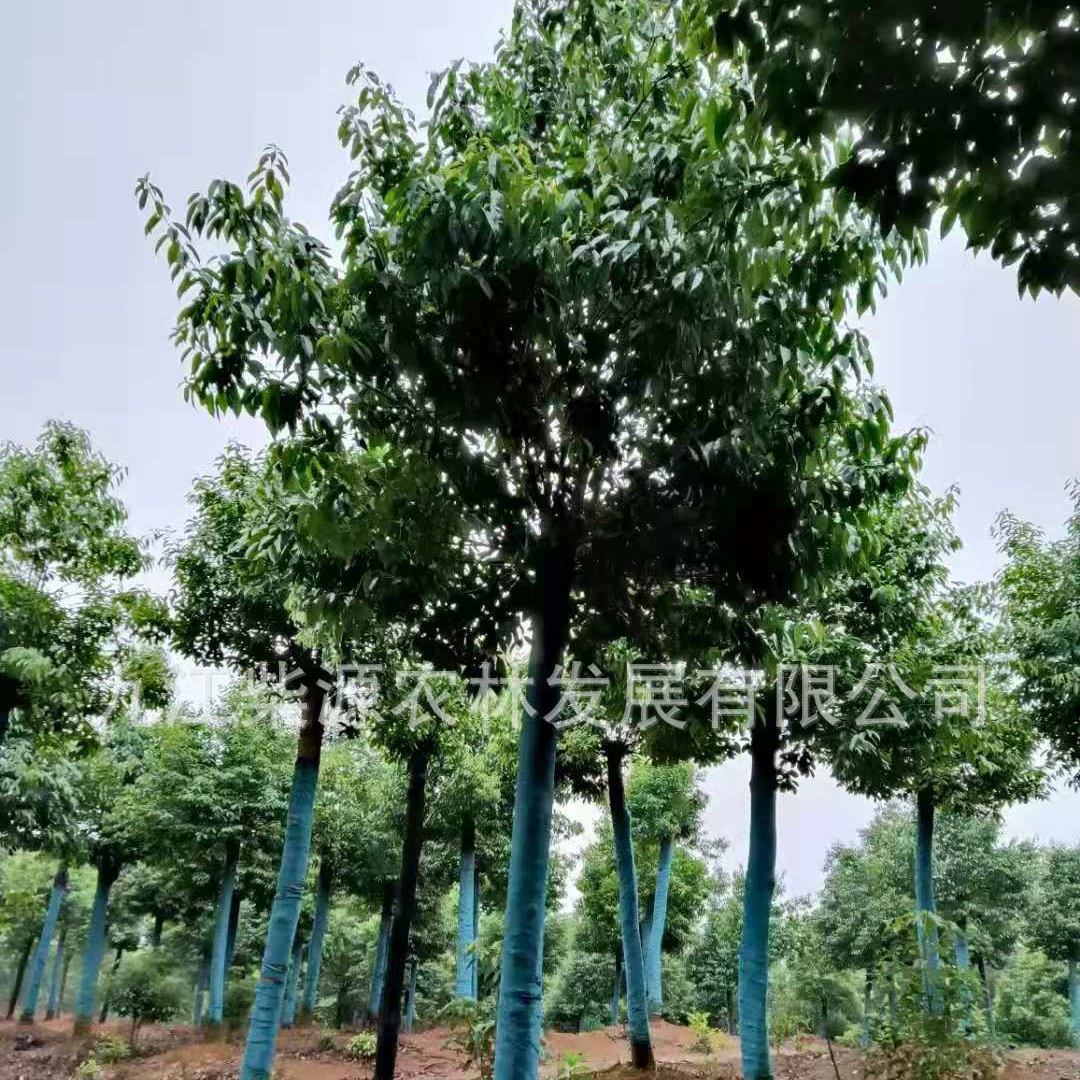 [Оптовая продажа с базы] Саженцы красной ягодной холли, коралловая холли, красная ягодная холли 1cm красная ягодная холли 3cm