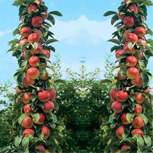 柱狀蘋果潤太一號嫁接矮化果樹苗南方北方四季種植盆栽地栽蘋果苗