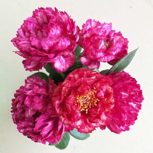 230 True Color Tie Cut Flower Rose Seedlings Peony Flower Type Large Flower Balcony Four Seasons Florals and Green Plants