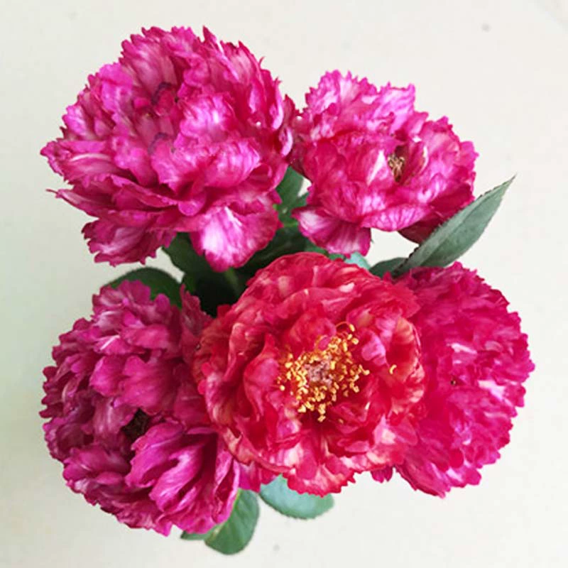 230 цветов, розы, пионы, крупные цветы для балкона, цветы и зеленые растения на все времена года.