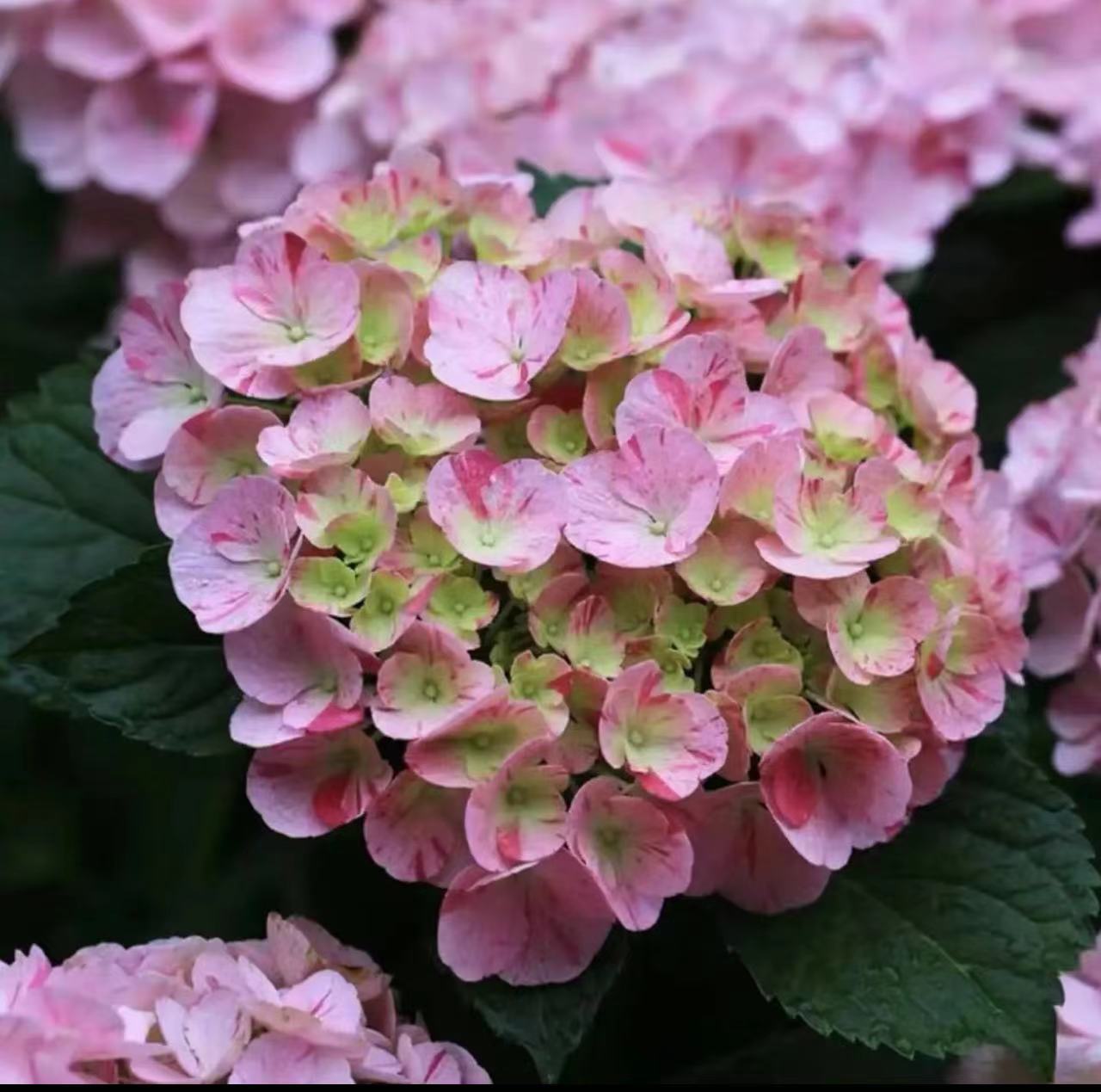 신제품 핫스타일 라이트핑크(댄스기) 높이-20-40cm₩39.9 세면대 포함