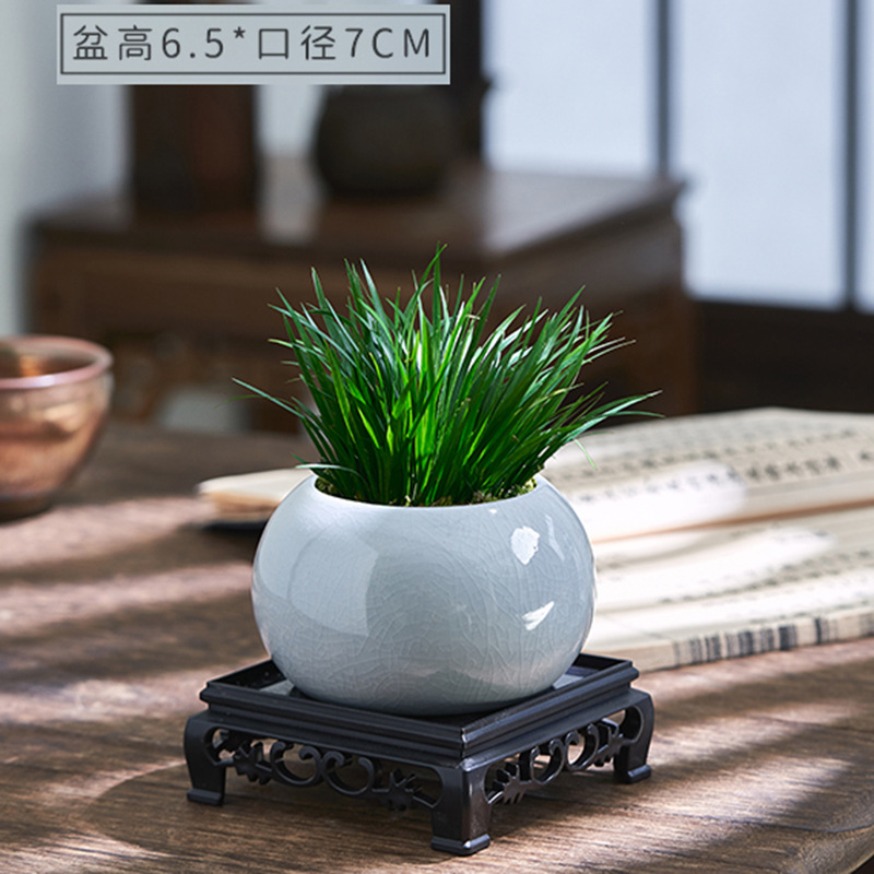 Dinero Acorus acorus bonsai pequeña maceta de oficina decoración de mesa de té modelado Zen迷 interior micro paisaje flor verde