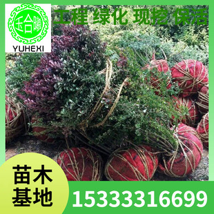 Greening Project Seedlings, Flower Beds, Shrubs, Hedges, Saplings, Red Leaf Berberet Seedlings, Red Leaf Wave, Purple Leaf Berberet Seedlings, Spherical Shrubs