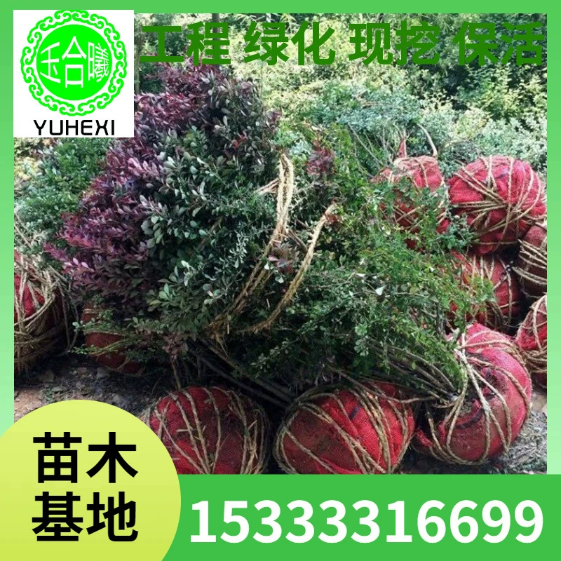 Зеленение проекта: саженцы, клумбы, кустарники, живые изгороди, саженцы, саженцы краснолистной бербериса, краснолистная волна, саженцы фиолетолистной бербериса, сферические кустарники.