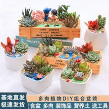 多肉植物组合盆栽套餐带盆土diy微景观材料包室内办公桌绿植