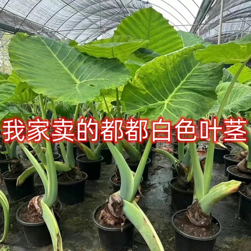 象耳タロイモ 大野タロイモ 大型屋内緑植物 リビングルーム 大葉鉢植え 中庭葉植物 非滴下観音|undefined