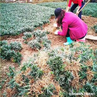 Japanese Dwarf Liriope for Villa Community Greening, Evergreen and Slow-Growing Liriope Seedlings, Resistant to Trampling and Cold