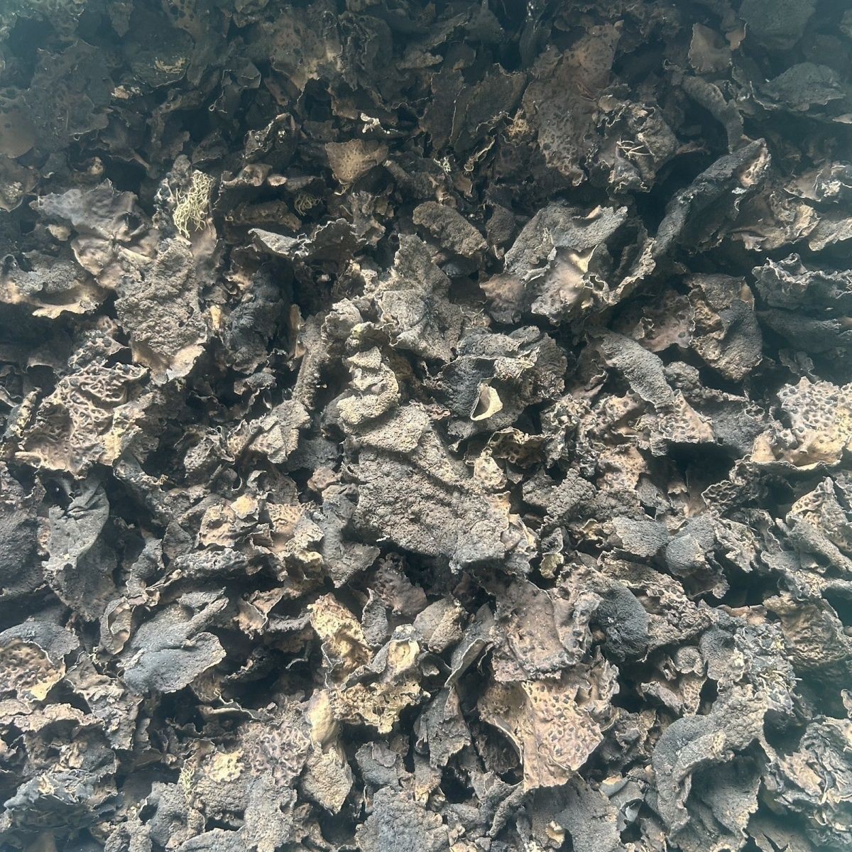 Dried Rock Fungus Shi Er 石耳 25g Jar Wild Mountain Lichen Edible Mushroom for Soup and Home Cooking in use