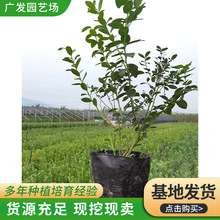 基地批发花香蓝莓苗 室外种植苗盆栽苗蓝莓苗南北方种植蓝莓苗
