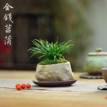 金钱菖蒲草金钱草随手香茶室茶台文房室内耐阴好养桌面绿植盆栽花