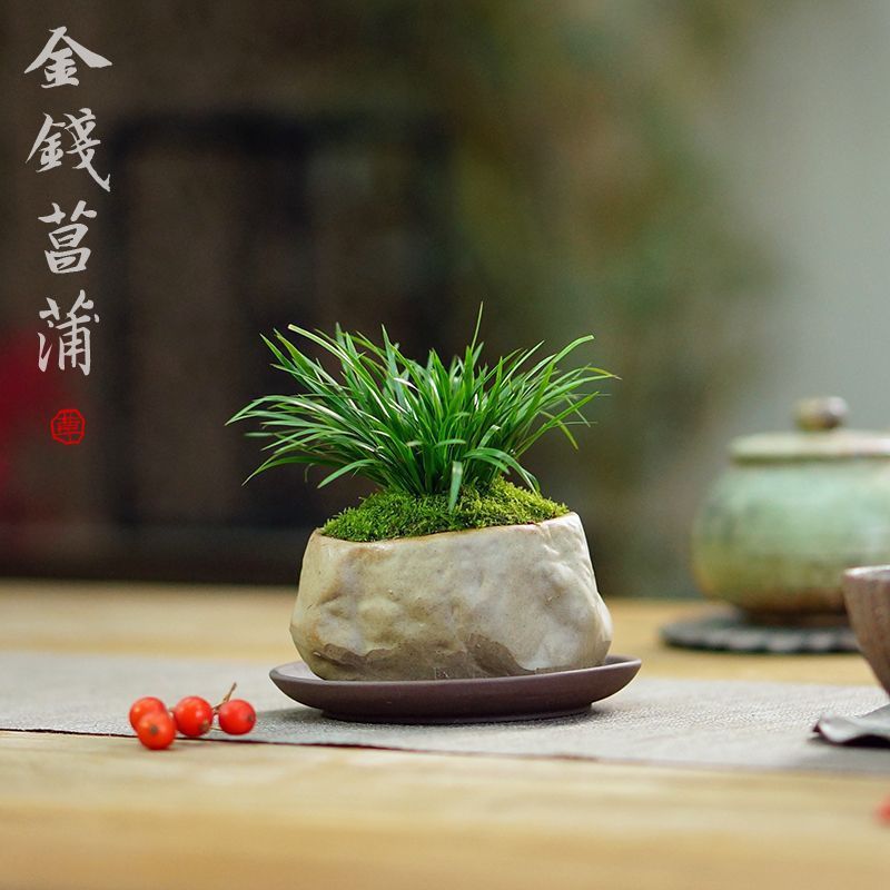 金钱菖蒲草金钱草随手香茶室茶台文房室内耐阴好养桌面绿植盆栽花