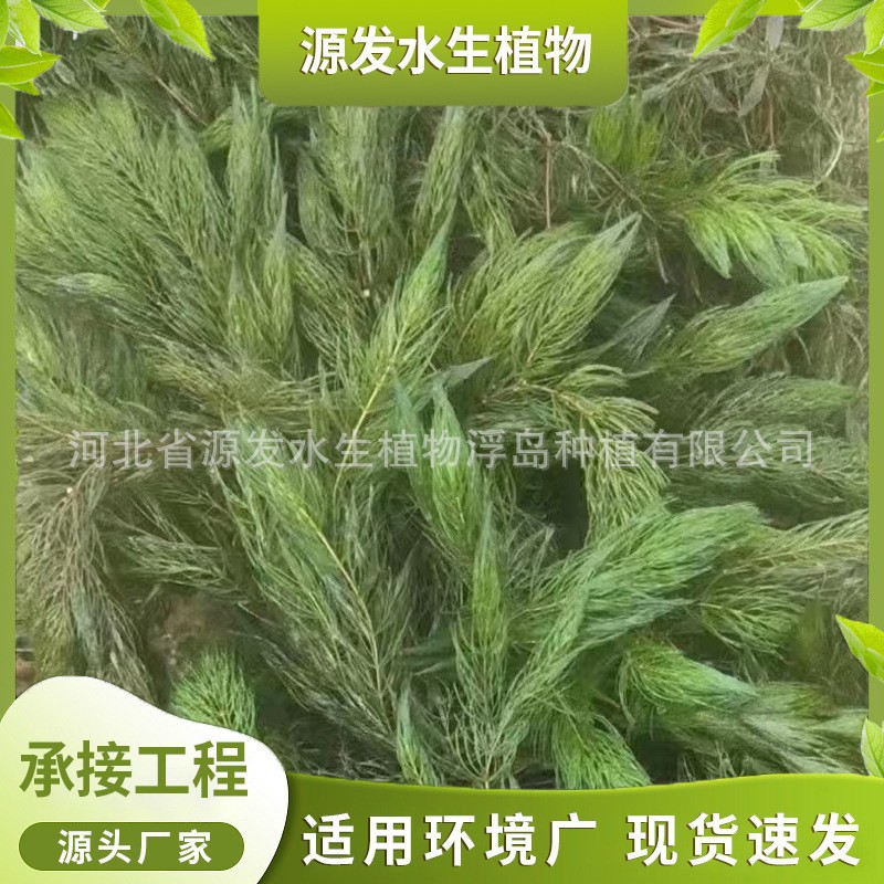 O1CN01Bcaa3Q1O3kYORmT92_!!4163