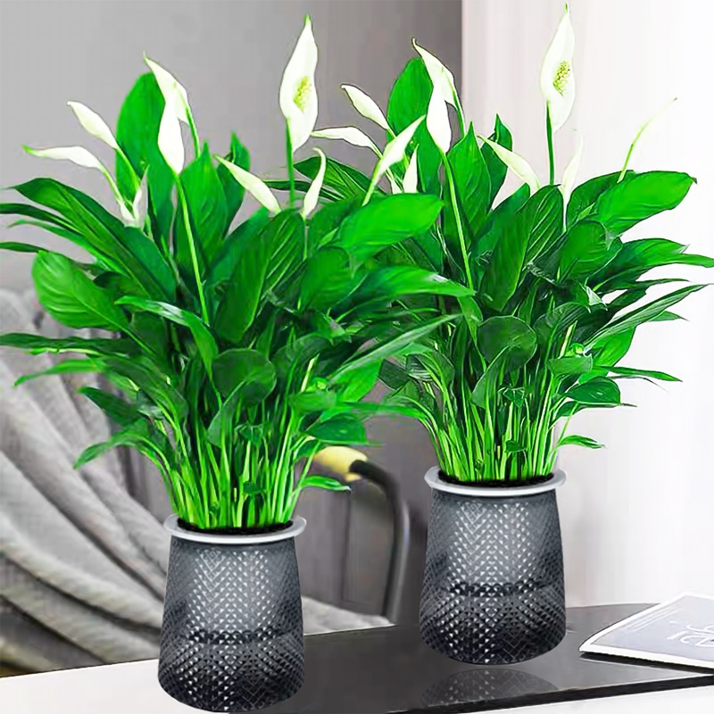 꽃이 있는 흰야자나무 6~8그루 특가 + 별이 빛나는 자흡식 화분 + 영양액 [화분 2개 특가]