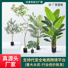 跨境仿真散尾葵加密造景蓝花楹大型绿植盆栽装饰旅人蕉摆件橄榄树