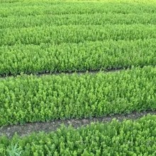 һ�����l�S�������С�~�S����~�S������ͥԺ�̨�G���ļ��G�h